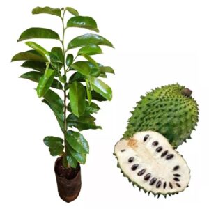 Muda de Graviola Gigante