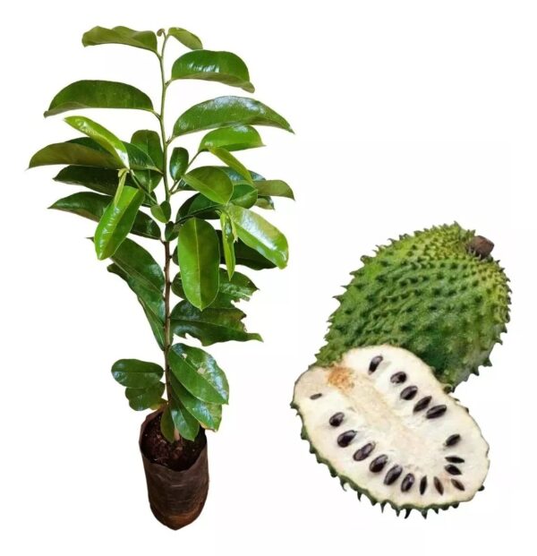 Muda de Graviola Gigante
